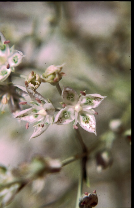 frasera-gypsicola -usa-BEE4968E-4B6D-11DC-8D9F-000A95CA2156.jpg